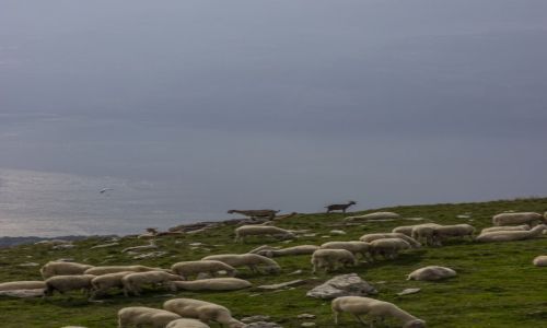 Zdjcie WOCHY / Lombardia / Monte Baldo / stado nad jeziorem Garda