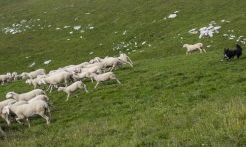 Zdjcie WOCHY / Lombardia / Monte Baldo / szef stada w akcji
