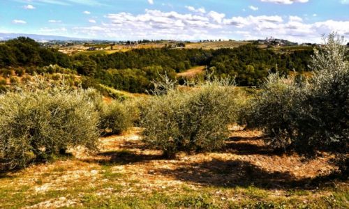 Zdjecie WOCHY / Toskania / Toskania / Droga do San Gimignano