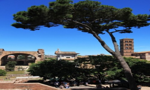Zdjęcie WłOCHY / Rzym / Forum Romanum / Drzewo