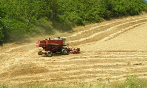 Zdjęcie WłOCHY / Marche / Zniwa / Marcetale