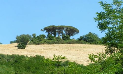 Zdjęcie WłOCHY / Marche / Miasto -cytadela / Pinie