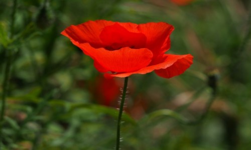 Zdjęcie WłOCHY / Umbria / Piediluca / Mak