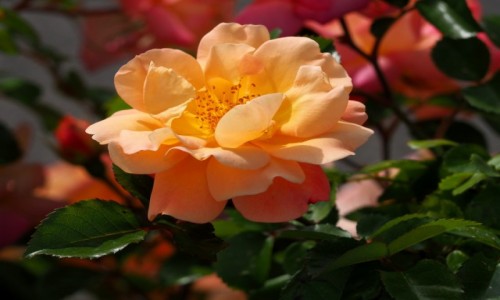 Zdjecie WOCHY / Umbria / Perugia / Tearose;)