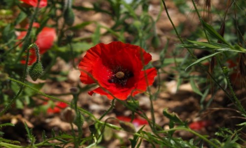 Zdjęcie WłOCHY / Umbria / Piediluca / Mak