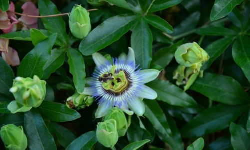 Zdjecie WOCHY / Lazio / Acquapendente / Passiflora (mczennica)