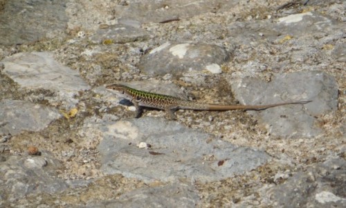 Zdjecie WOCHY / Sycylia / Cefalu / miejscowa fauna