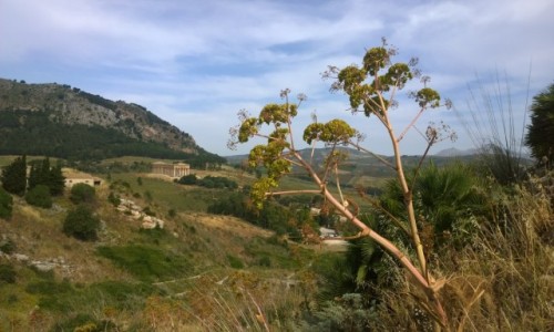 Zdjcie WOCHY / Sycylia / Segesta / landschaft z ruinami w tle