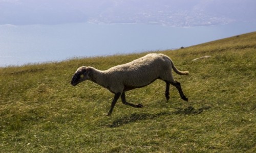 Zdjcie WOCHY / jezioro Garda / Monte Baldo / lewitujce owce