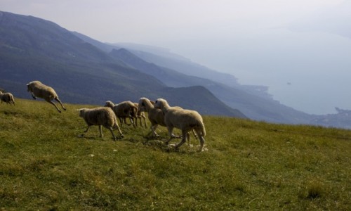 Zdjcie WOCHY / jezioro Garda / Monte Baldo / lewitujce owce