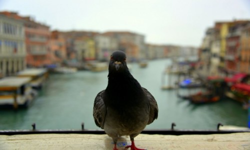 Zdjęcie WłOCHY / xxx / Wenecja / Zdziwiony gołąbek