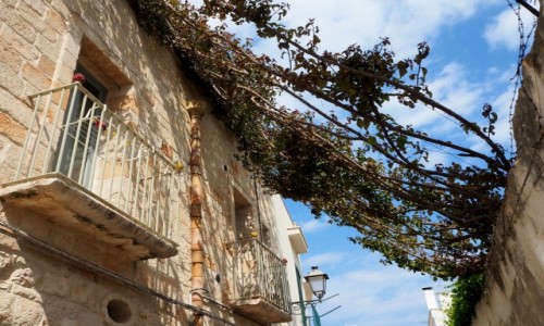 Zdjcie WOCHY / Apulia / Poligione di Mare / Zielony baldachim