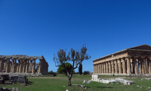Zdjecie WOCHY / Kampania / Paestum / witynie Paestum