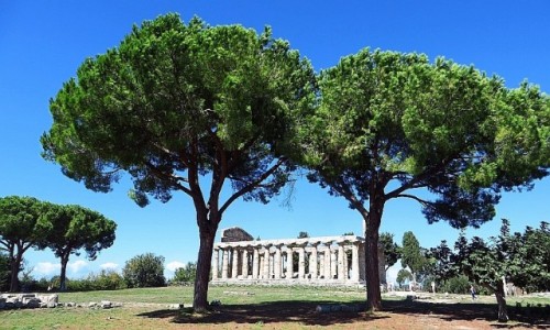 Zdjcie WOCHY / Kampania / Paestum / Paestum - widok oglny