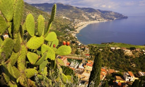Zdjecie WOCHY / Sycylia / Taormina / Opuncja 
