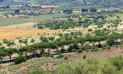 Zdjęcie WłOCHY / Sycylia / Agrigento / Z podróży po Sycylii - Agrigento (8)