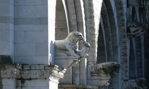 Zdjęcie WłOCHY / Toskania / Pisa / Lwiątko