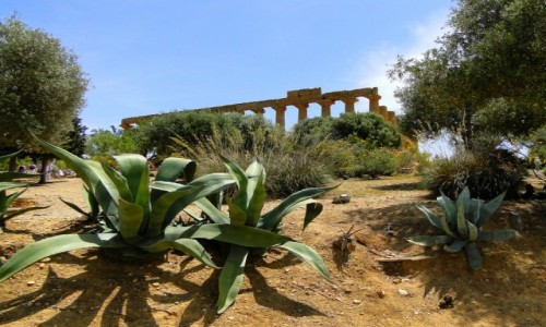 Zdjęcie WłOCHY / Sycylia / Agrigento / Z podróży po Sycylii.