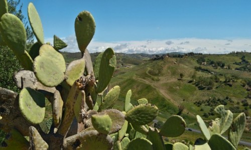 Zdjęcie WłOCHY / sycylia / agrigento / zielona wiosenna wyspa