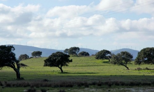 Zdjcie WOCHY / Sardynia / Gallura / Krajobraz z dbami korkowymi