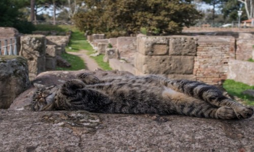 Zdjecie WOCHY / Lacjum / Ostia Antica / gaszcz, niewolniku