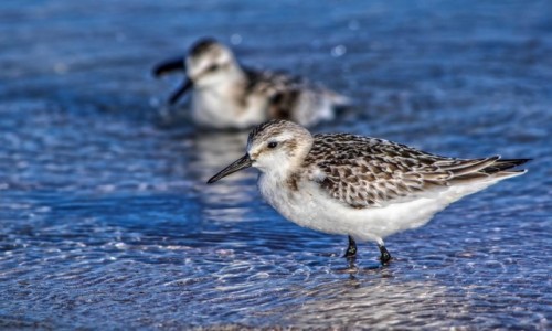 Zdjęcie WłOCHY / Sycylia / Cefalu / Ptaszek