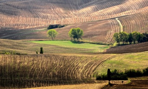 Zdjcie WOCHY / Toskania / Pienza / Toskania