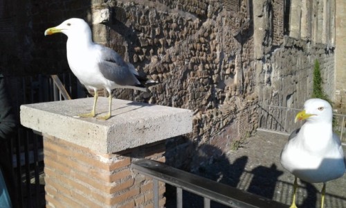 Zdjecie WOCHY / Rzym / Forum Romanum / Mewy