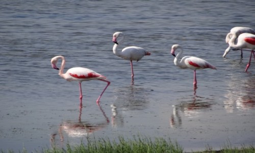 Zdjęcie WłOCHY / Sardynia / Sant Antioco / Flamingi