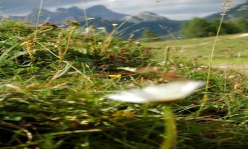 Zdjecie WOCHY / Dolomity / Croda da Lago / :-)