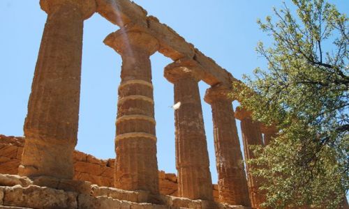Zdjecie WłOCHY / SYCYLIA / AGRIGENTO / BUTTERFLY...