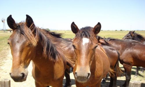 Zdjecie WOCHY / Toskania / parco Naturale della MAremma / wild horses