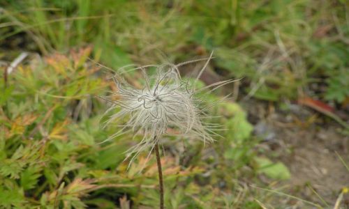 Zdjęcie WłOCHY / Dolomity / trasa na Belvedere / przyroda Dolomitów