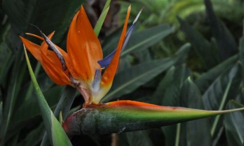 Zdjecie WłOCHY / Kampania / Paestum / Strelitzia reginae.
