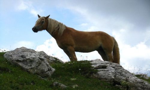 Zdjecie WłOCHY / Dolomity / . / spotkanie na szlaku