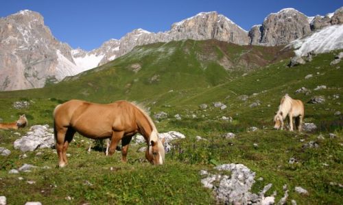 Zdjecie WłOCHY / Dolomity / Dolomity / koniki na alpejskich łąkach