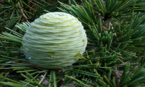 Zdjęcie WłOCHY / Abrucja / Atri / Szyszka