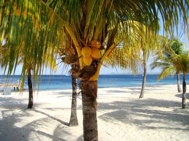 Zdjęcia: Bonaire, piasek i palmy, WYSPY KARAIBSKIE Zdjęcia: Bonaire, piasek i palmy, WYSPY KARAIBSKIE