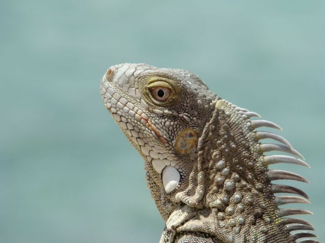 Zdjęcia: Bonaire, strasznie piękny, WYSPY KARAIBSKIE Zdjęcia: Bonaire, strasznie piękny, WYSPY KARAIBSKIE