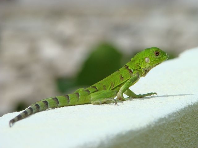 Zdjęcia: Bonaire, zielono mi, WYSPY KARAIBSKIE Zdjęcia: Bonaire, zielono mi, WYSPY KARAIBSKIE