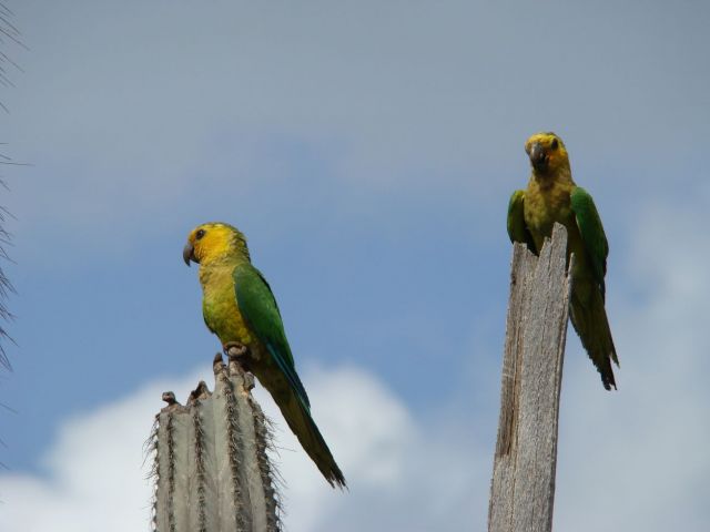 Zdjęcia: Bonaire, ta z lewej chyba obrażona, WYSPY KARAIBSKIE Zdjęcia: Bonaire, ta z lewej chyba obrażona, WYSPY KARAIBSKIE