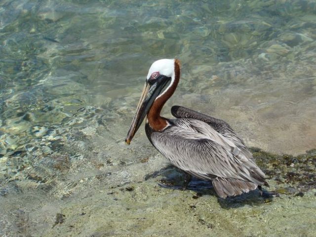 Zdjęcia: Bonaire, przed posiłkiem, WYSPY KARAIBSKIE Zdjęcia: Bonaire, przed posiłkiem, WYSPY KARAIBSKIE