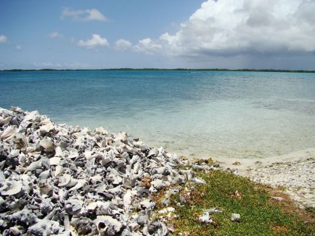 Zdjęcia: Bonaire, Lac Bay 3, WYSPY KARAIBSKIE Zdjęcia: Bonaire, Lac Bay 3, WYSPY KARAIBSKIE