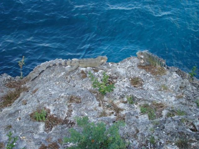 Zdjęcia: Curacao, nad wodą, WYSPY KARAIBSKIE Zdjęcia: Curacao, nad wodą, WYSPY KARAIBSKIE