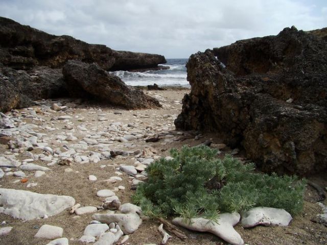 Zdjęcia: Shete Boka National Park, Curacao, nad brzegiem morza 16, WYSPY KARAIBSKIE Zdjęcia: Shete Boka National Park, Curacao, nad brzegiem morza 16, WYSPY KARAIBSKIE