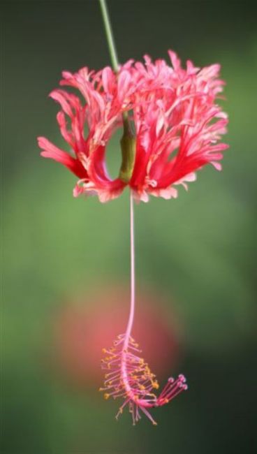 Zdjęcia: San Juan, Puerto Rico / Portoryko, hibiscus, WYSPY KARAIBSKIE Zdjęcia: San Juan, Puerto Rico / Portoryko, hibiscus, WYSPY KARAIBSKIE