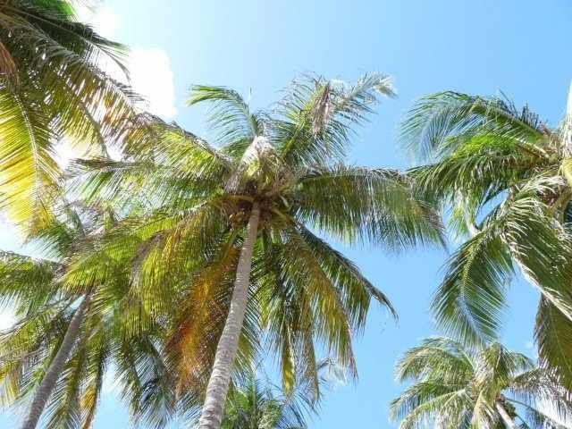 Zdjęcia: Guadelupe, leniuchowanie pod palmami kokosowymi, WYSPY KARAIBSKIE Zdjęcia: Guadelupe, leniuchowanie pod palmami kokosowymi, WYSPY KARAIBSKIE