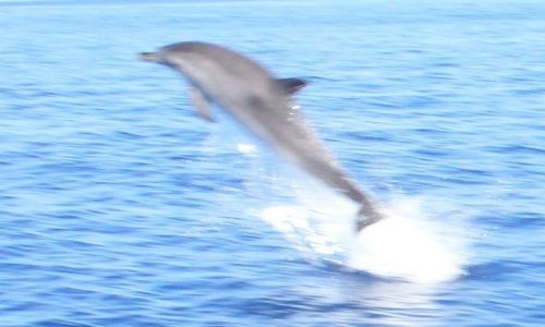 Zdjecie WYSPY KARAIBSKIE / Atlantyk między Karaibami a Azorami / Atlantyk / Delfin w locie
