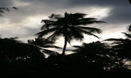Zdjęcie WYSPY KARAIBSKIE / Puerto Rico /  Portoryko / Luquillo / Zagajnik