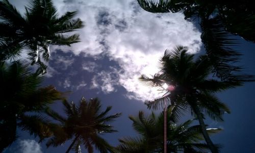 Zdjęcie WYSPY KARAIBSKIE / Martynika / Le Marin / Korony palm